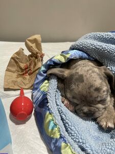 jmulaxxx exclusive onlyfans leaked nudes