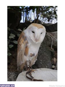 Mira aka heyhorny hot onlyfans leaked nude